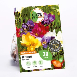 GROW by OBI Freesien-Mischung: Blumenzwiebeln mit bunten Blüten in Gelb, Rot, Violett und Weiß.