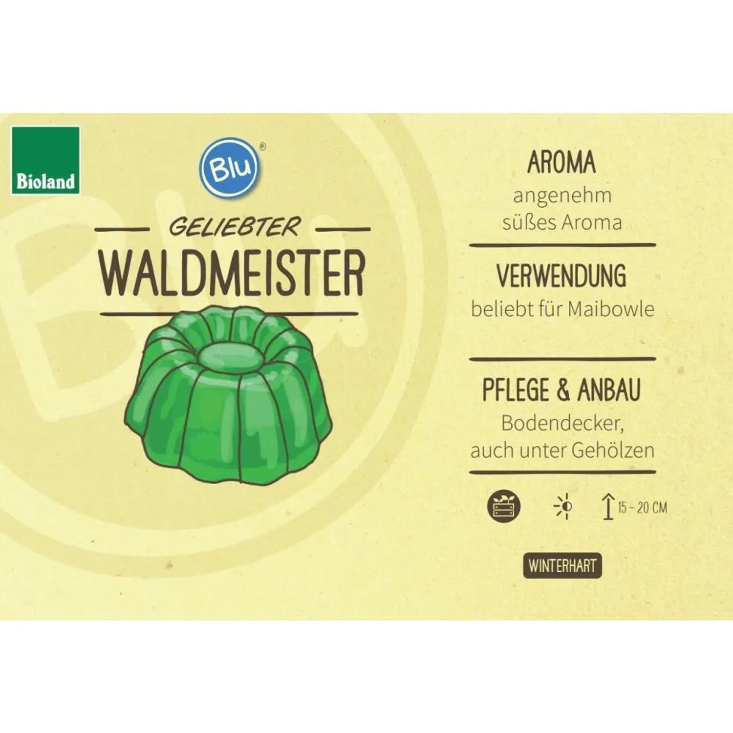 Bio Waldmeister Kräuterpflanze im Topf, ideal für Maibowle. Winterhart und pflegeleicht.