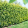 Goldgelbe Hecke: Cupressocyparis leylandii 'Castlewellan Gold' als immergrüner Sichtschutz.