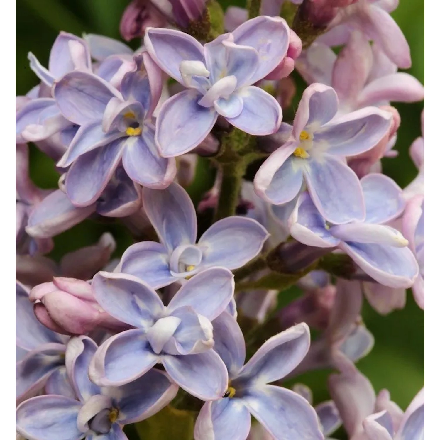 Edelflieder Président Grévy 80-100cm - Syringa vulgaris