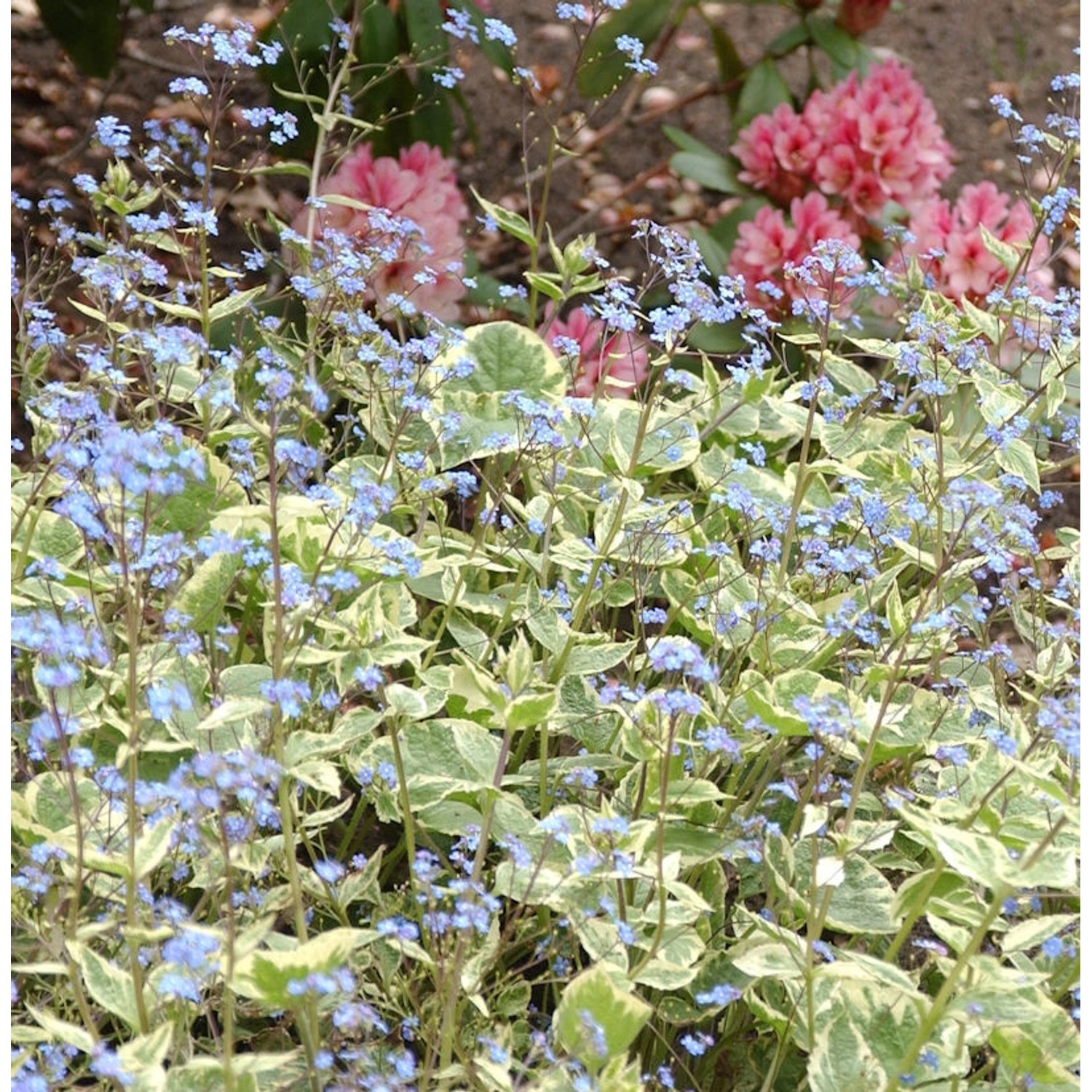 Kaukasus Vergißmeinnicht Hadspen Cream - Brunnera macrophylla günstig online kaufen