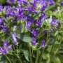 Nahaufnahme der violetten Blüten der Knäuelglockenblume (Campanula Glomerata Acaulis) im Topf.