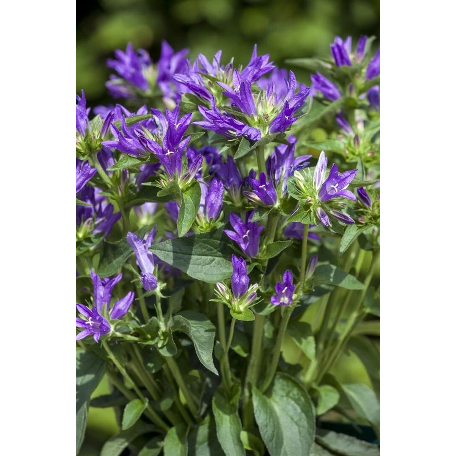 Campanula Glomerata Acaulis Knäuelglockenblume Ca. 9x9 cm Topf günstig online kaufen