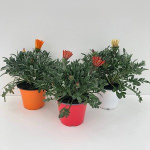 Drei GROW by OBI Gazanien (Gazania rigens) im Topf mit orangefarbenen, roten und gelben Blüten.