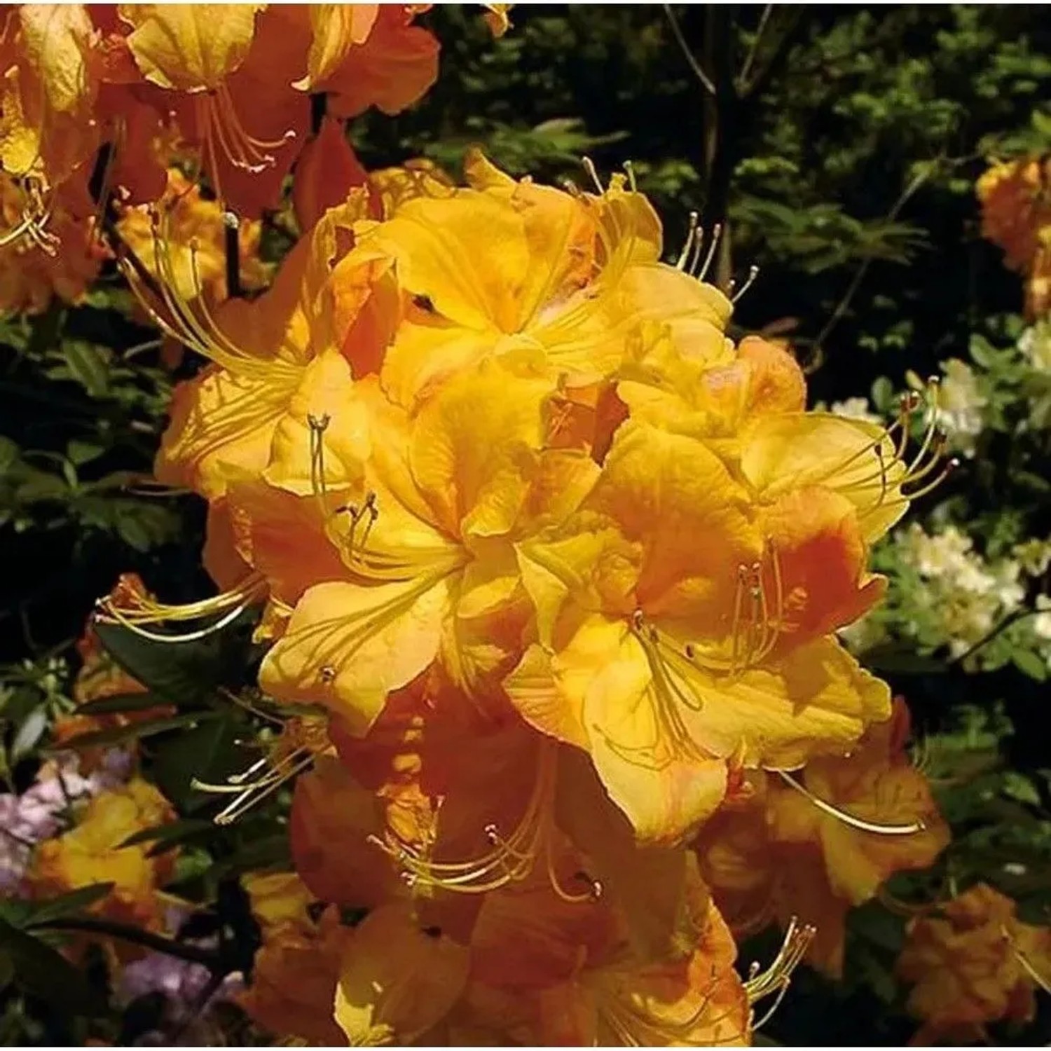 Azalee Klondyke 50-60cm - Rhododendron,uteum - Alpenrose