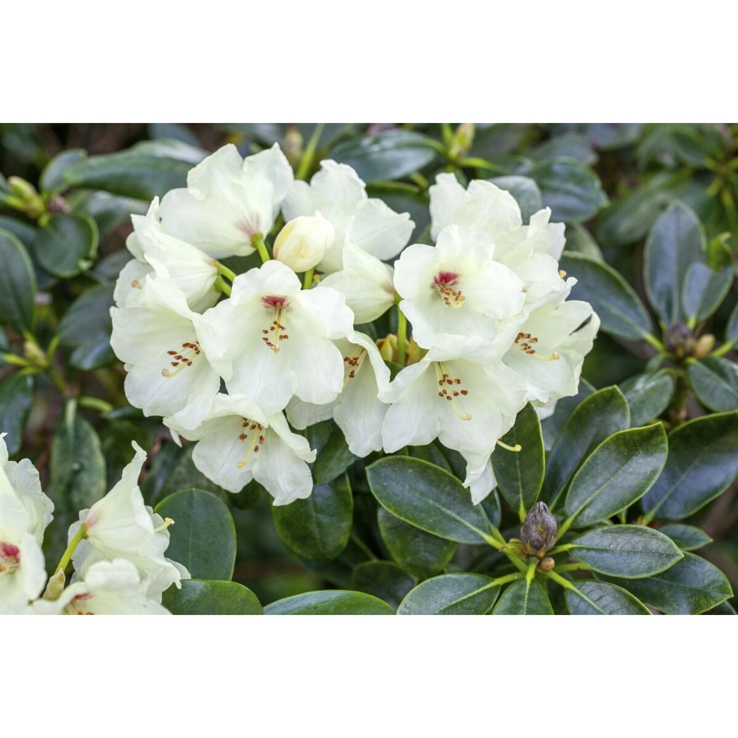 Rhododendron Yakushimanum Flava Gelb 40–50 cm günstig online kaufen