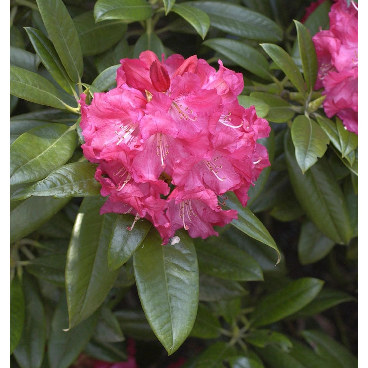 INKARHO - Großblumige Rhododendron Diana Hemel 40-50cm - Alpenrose günstig online kaufen