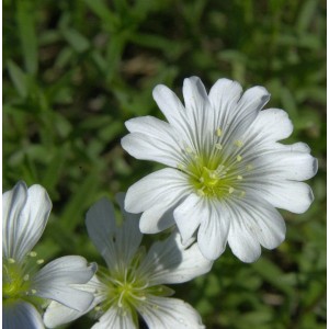 Nahaufnahme von weißen Blüten des kriechenden Schleierkrauts (Gypsophila repens).