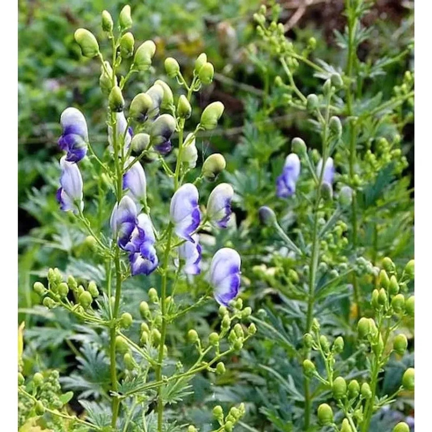 Eisenhut Bicolor - Aconitum napellus