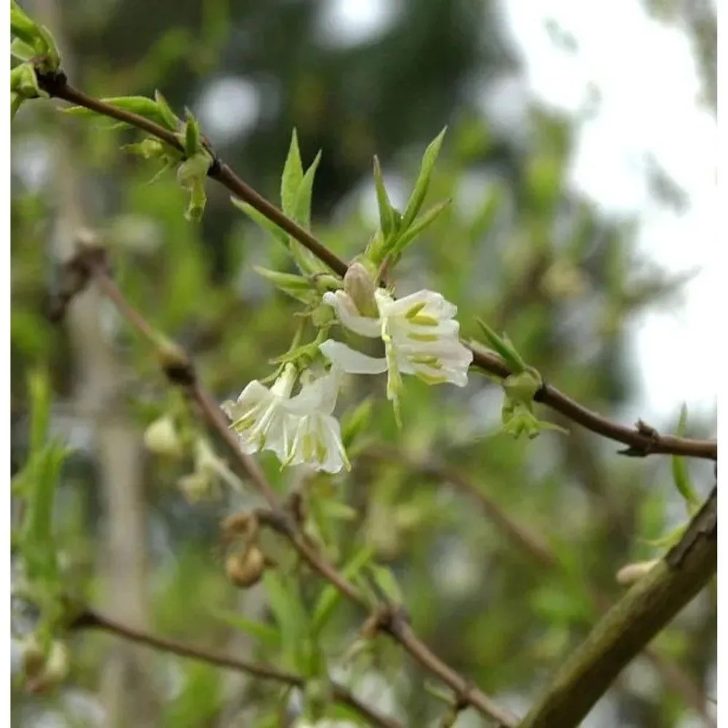 Winter Heckenkirsche Winter Beauty 80-100cm - Lonicera purpusii