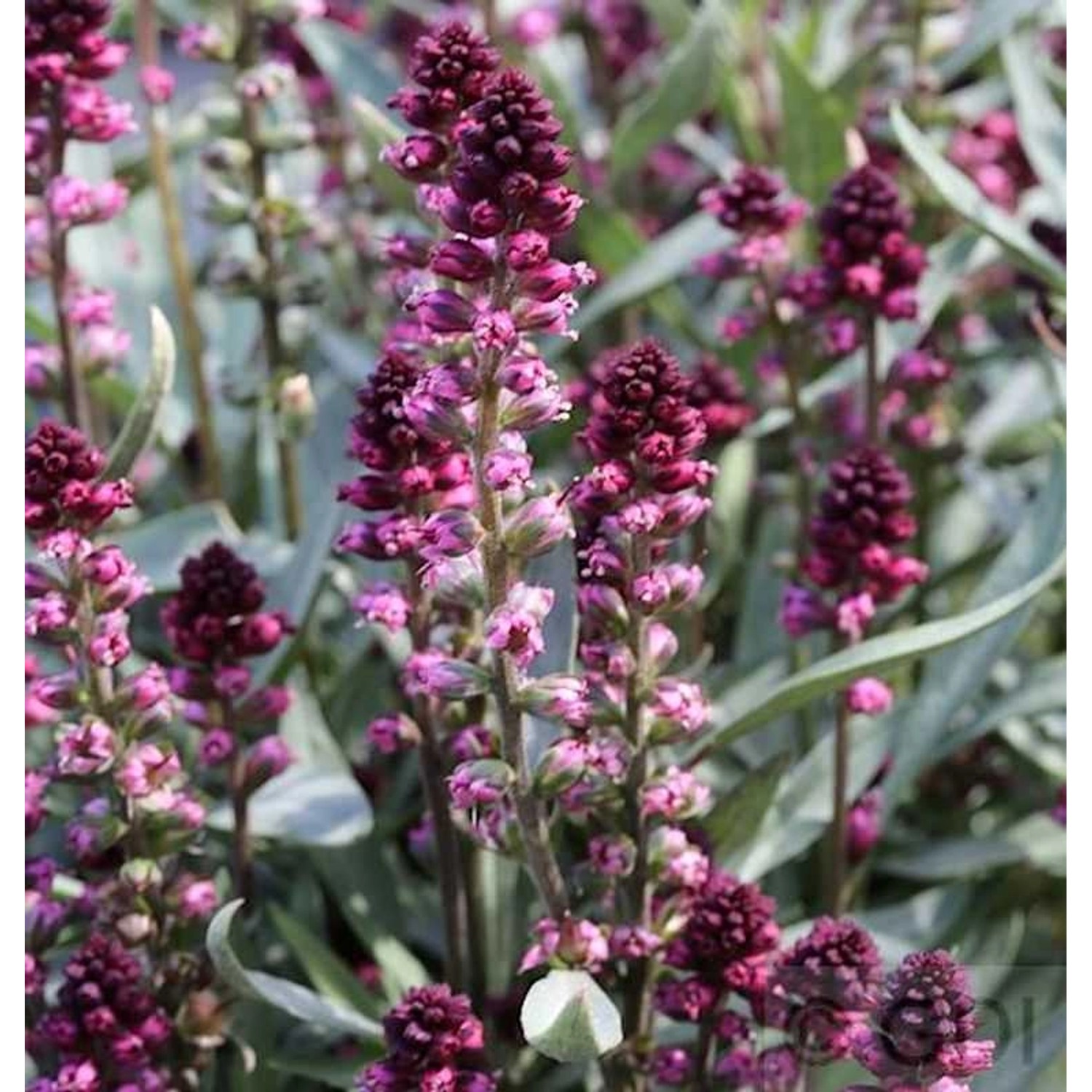 Purpur Felberich - Lysimachia atropurpurea günstig online kaufen