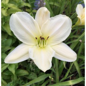 Nahaufnahme einer weißen Taglilie (Hemerocallis) der Sorte 'Dads Best White'.