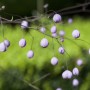 Chinesische Wiesenraute (Thalictrum Delavayi) mit lilafarbenen Blüten im 9x9 cm Topf.