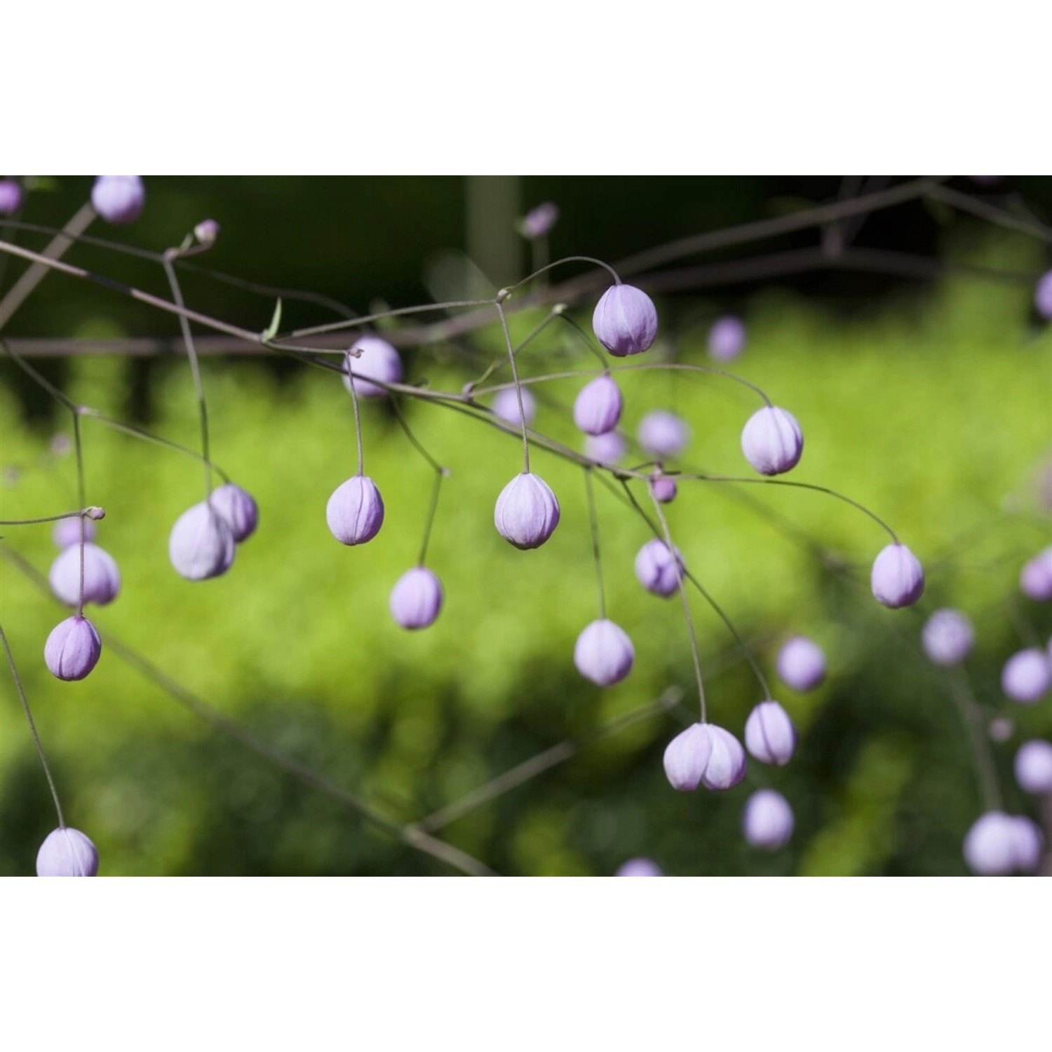 Thalictrum Delavayi Chinesische Wiesenraute Ca. 9x9 cm Topf günstig online kaufen