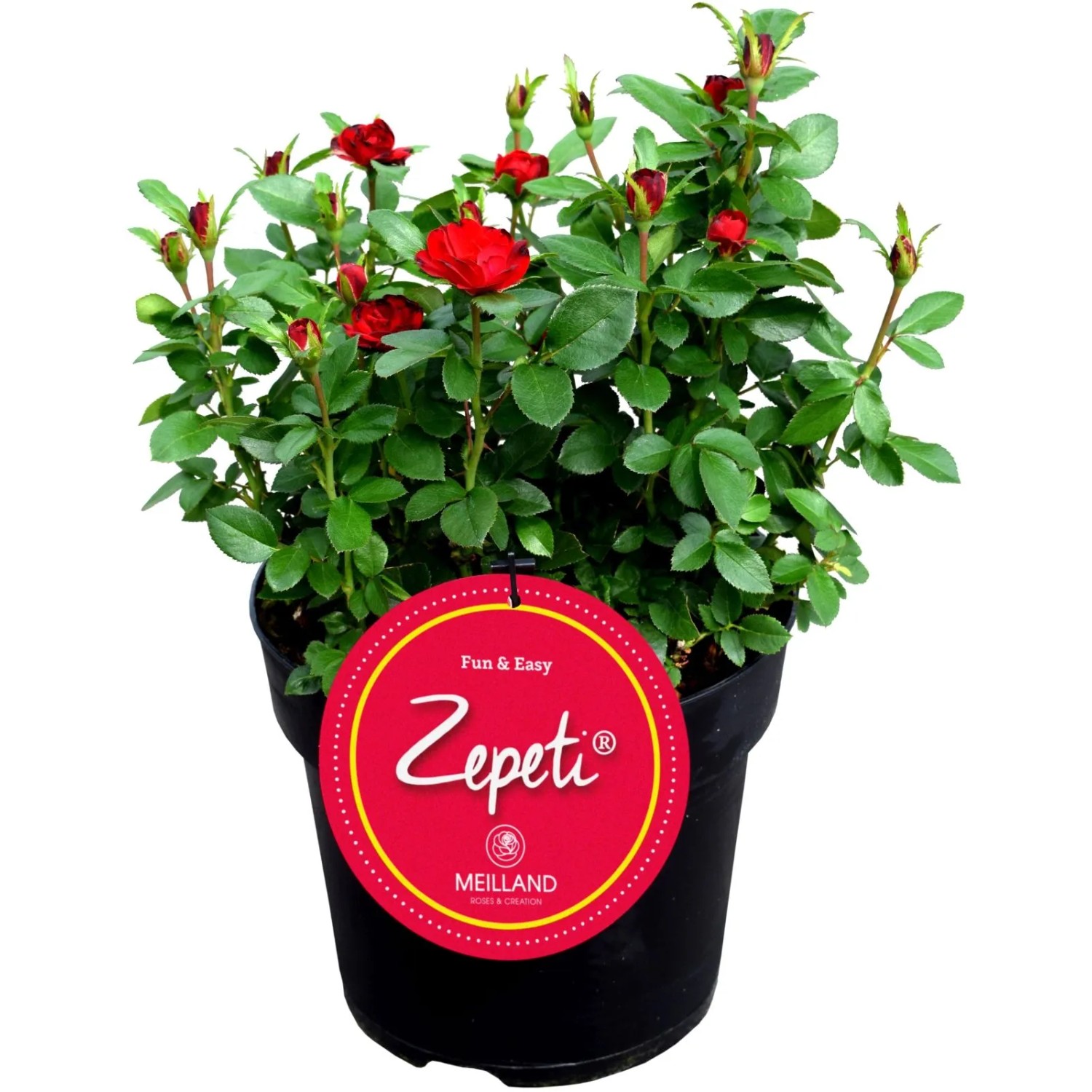 GROW by OBI Rose Zepeti Topf 3,5 l
