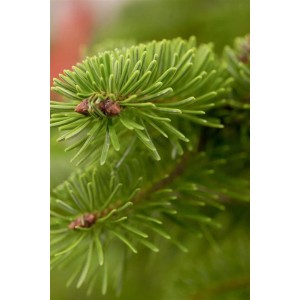 Nahaufnahme der Nadeln einer jungen Nordmanntanne (Abies Nordmanniana).