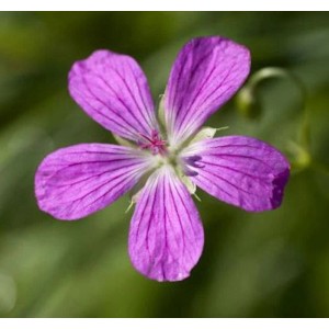 Nahaufnahme einer einzelnen, violetten Blüte des Sumpf-Storchschnabels (Geranium palustre).