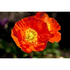 Nahaufnahme einer orangefarbenen Islandmohn-Blüte (Papaver nudicaule 'Gartenzwerg') mit gelber Mitte.