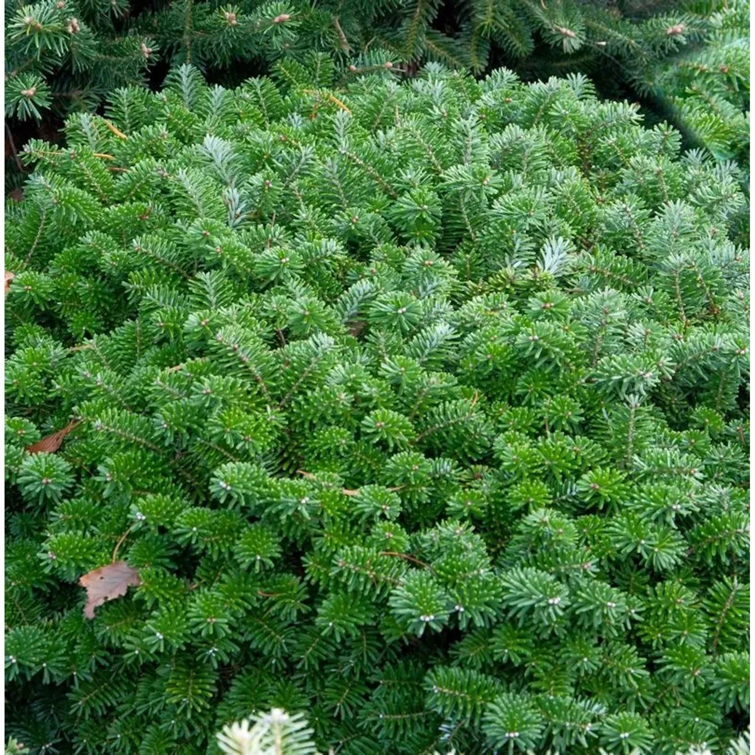 Flache blaue Zwerg Koreatanne Tannja 30-40cm - Abies koreana