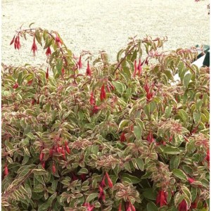 Fuchsie 'Tom West': Staude mit roten Blüten und grün-weiß panaschierten Blättern.