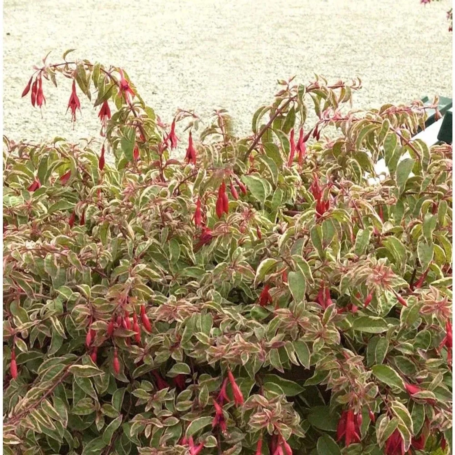 Fuchsie 'Tom West': Staude mit roten Blüten und grün-weiß panaschierten Blättern.