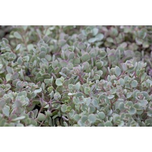 Nahaufnahme der Felsen-Fetthenne Sedum Cauticola mit blaugrauen Blättern im 9x9 cm Topf.