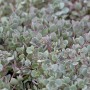 Nahaufnahme der Felsen-Fetthenne Sedum Cauticola mit blaugrauen Blättern im 9x9 cm Topf.