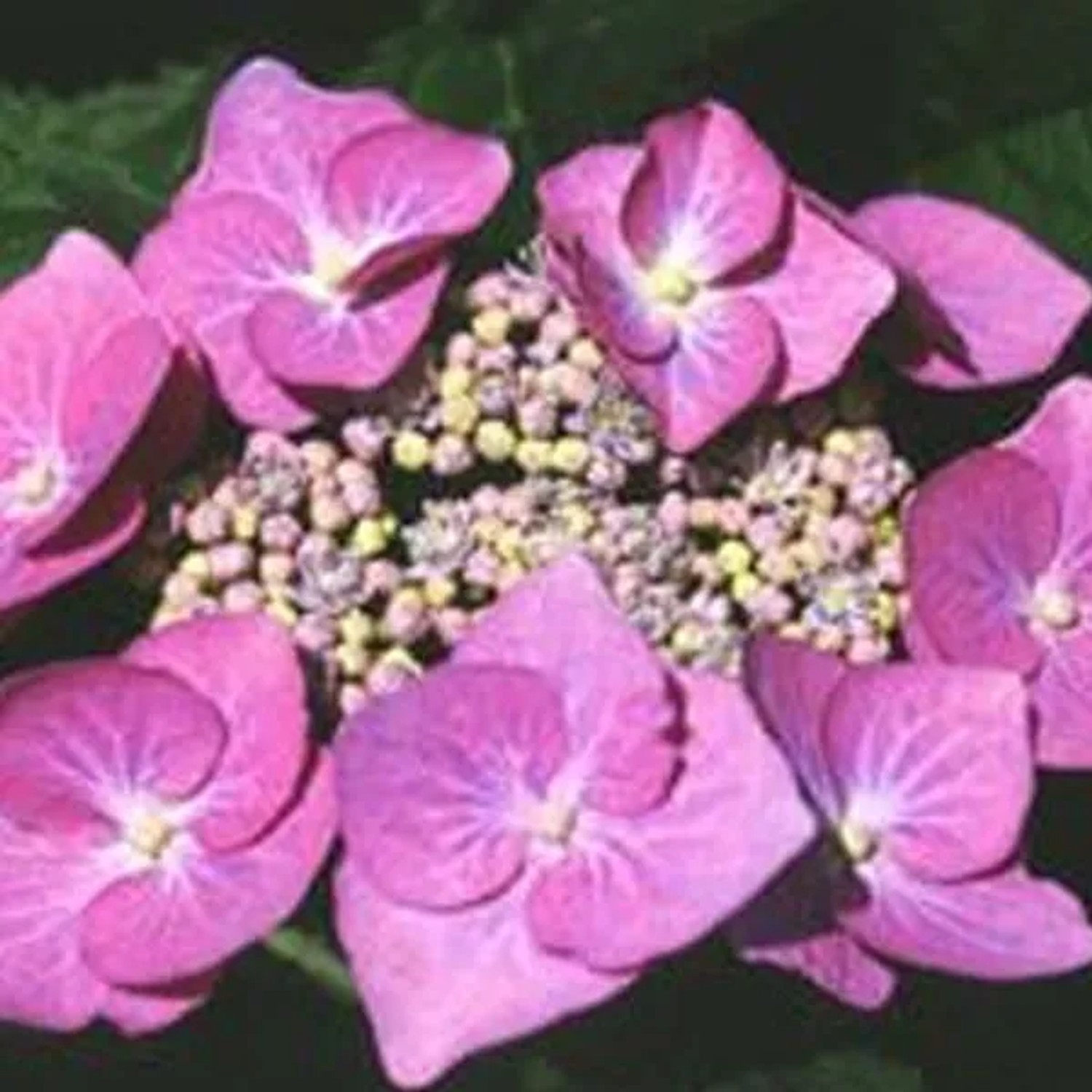 arborix Hortensie 'Teller Rose' Hydrangea 25 Bis 30 Cm Im Container Kompakt