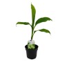 Winterharte Banane Musa Basjoo im 12cm Topf. Gartenbanane mit grünen Blättern.
