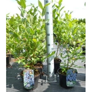 Heidelbeere 'Bluecrop' (60–80 cm) im Topf, ertragreicher Beerenstrauch mit grünen Blättern.