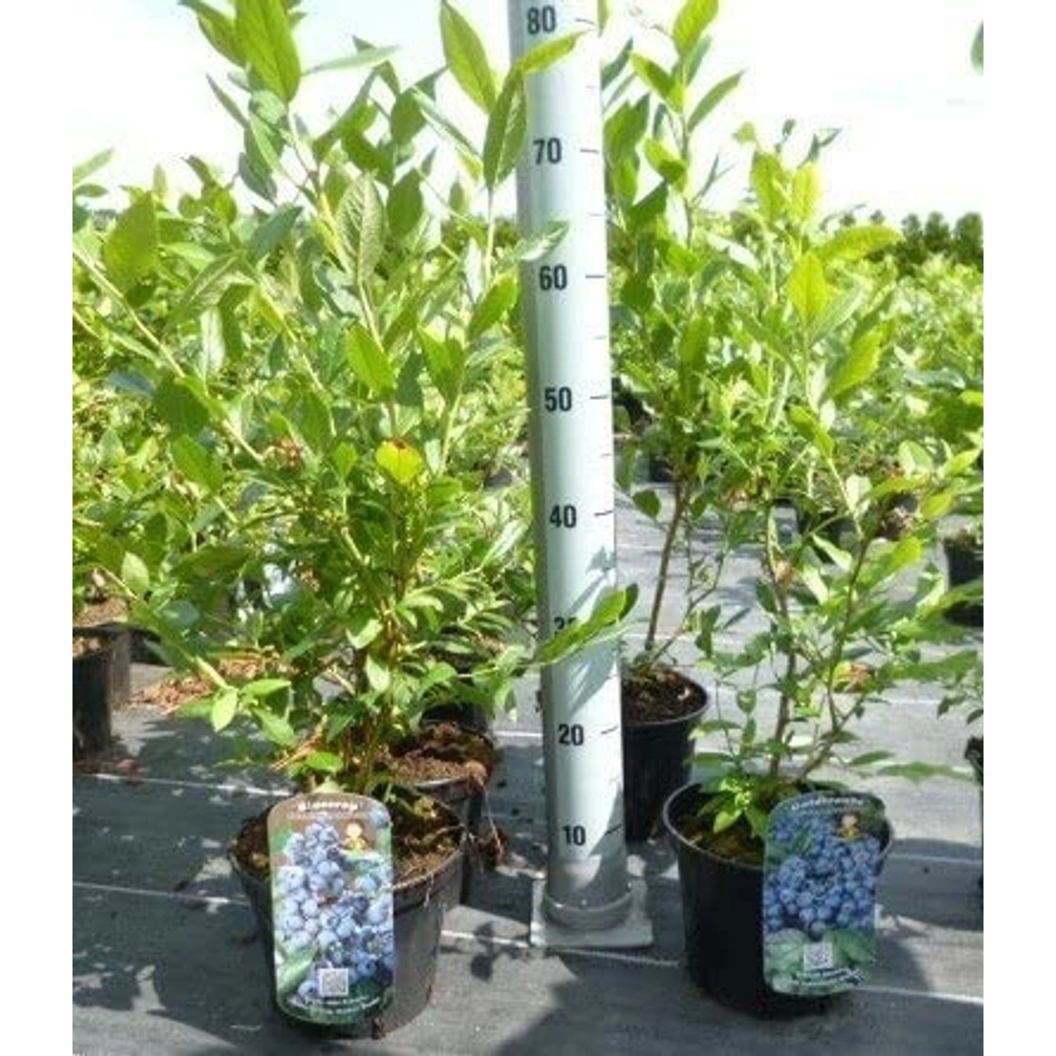 Vaccinium Corymbosum Bluecrop Heidelbeere 60–80 Cm Ertragreich günstig online kaufen