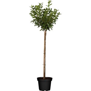 GROW by OBI Bio Zwergsauerkirsche im Topf, ca. 40-60 cm hoch.