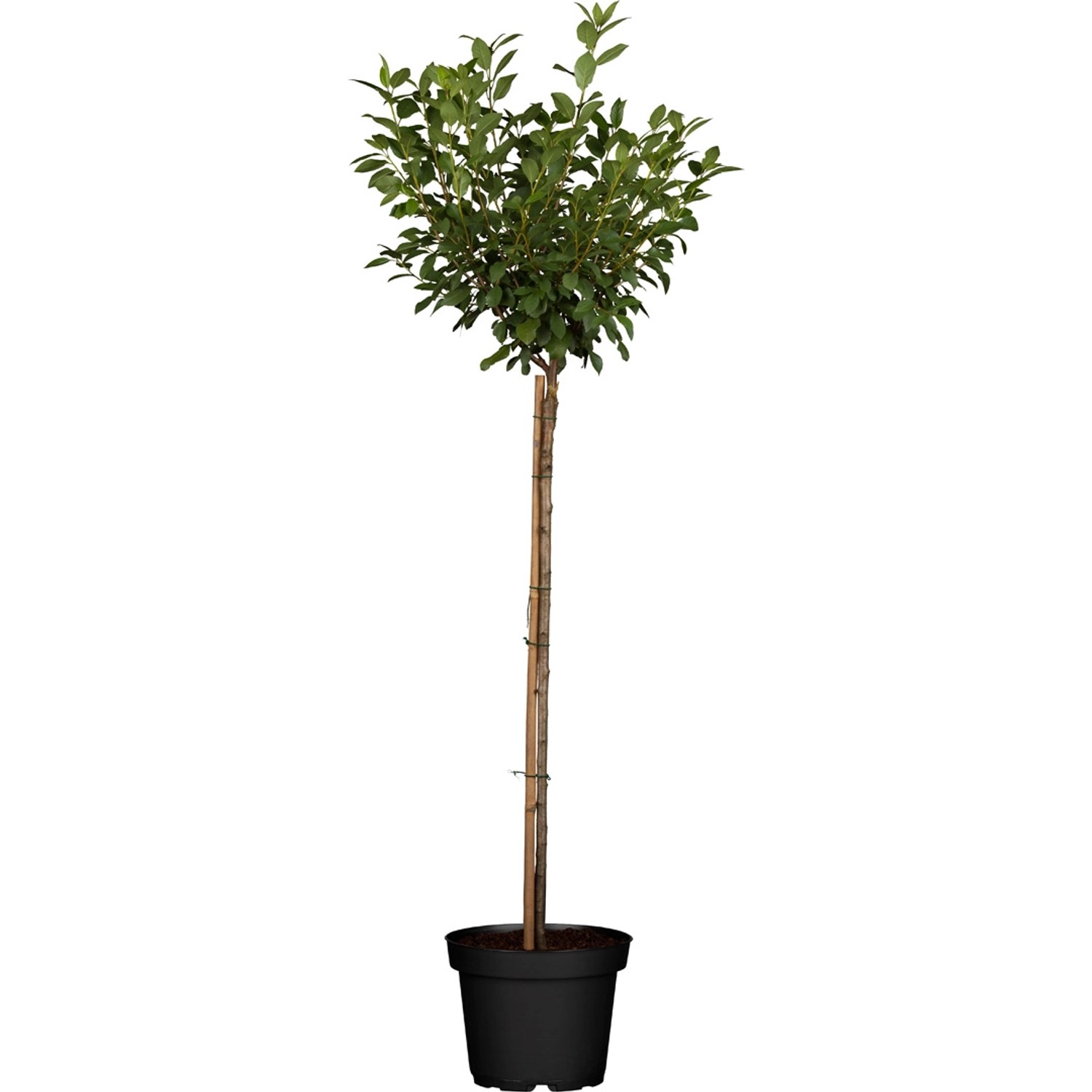 GROW by OBI Bio Zwergsauerkirsche Höhe ca. 40 - 60 cm Topf ca. 5 l günstig online kaufen