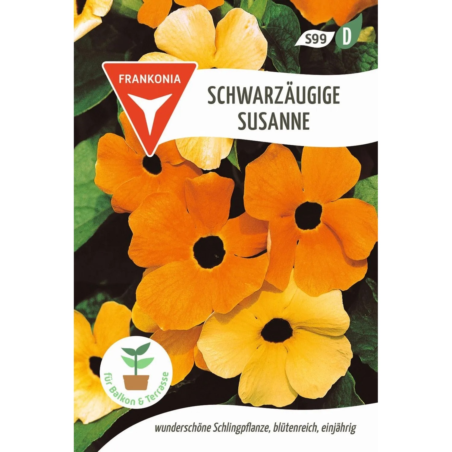 FRANKONIA Schwarzäugige Susanne