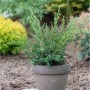 Strauchwacholder 'Blaauw' im Topf, grüne Gartenpflanze für den Außenbereich.