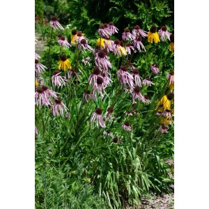 Blühender Blasser Sonnenhut (Echinacea Pallida) im Garten, zartrosa Blüten mit dunklem Zentrum.
