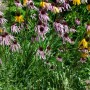 Blühender Blasser Sonnenhut (Echinacea Pallida) im Garten, zartrosa Blüten mit dunklem Zentrum.