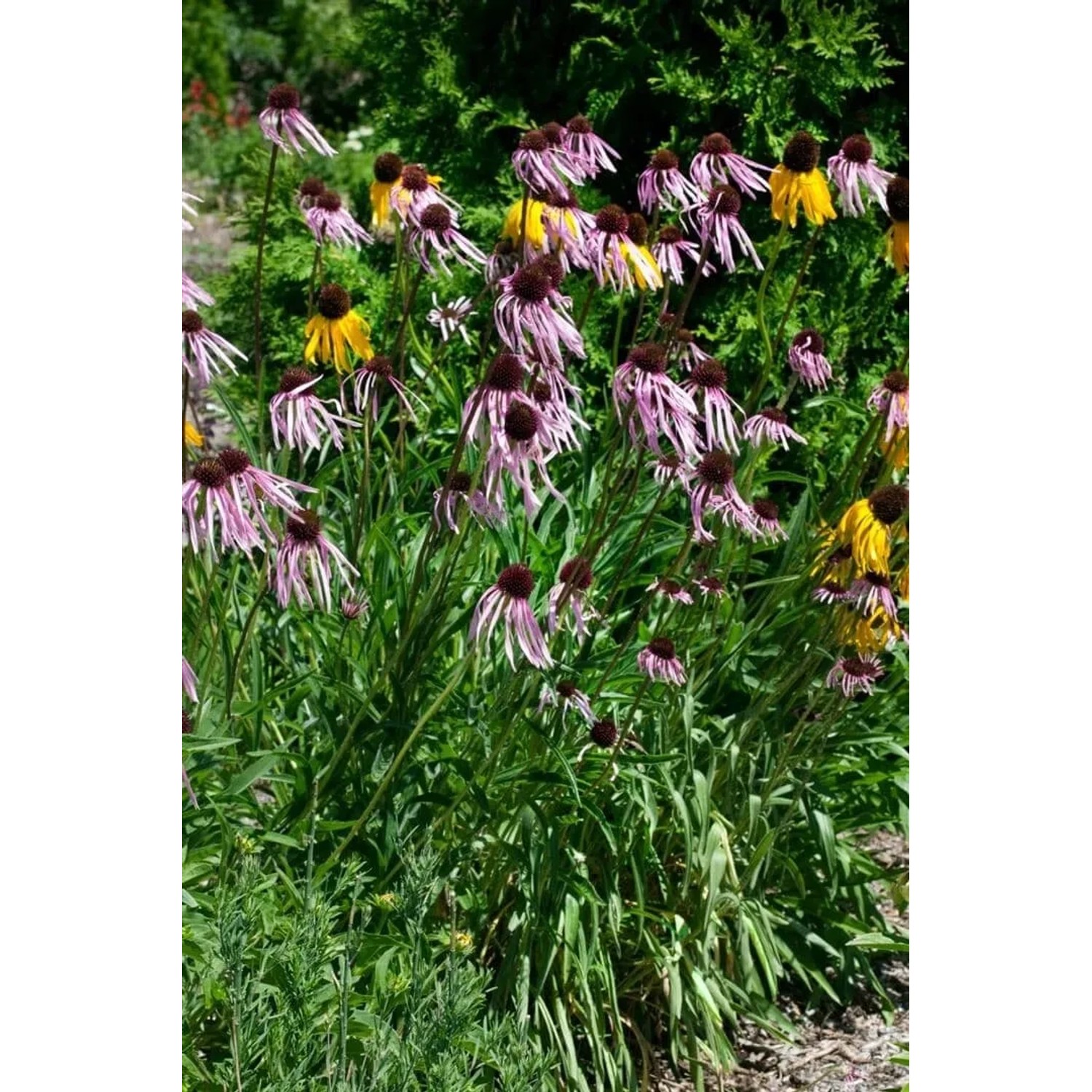 Blühender Blasser Sonnenhut (Echinacea Pallida) im Garten, zartrosa Blüten mit dunklem Zentrum.