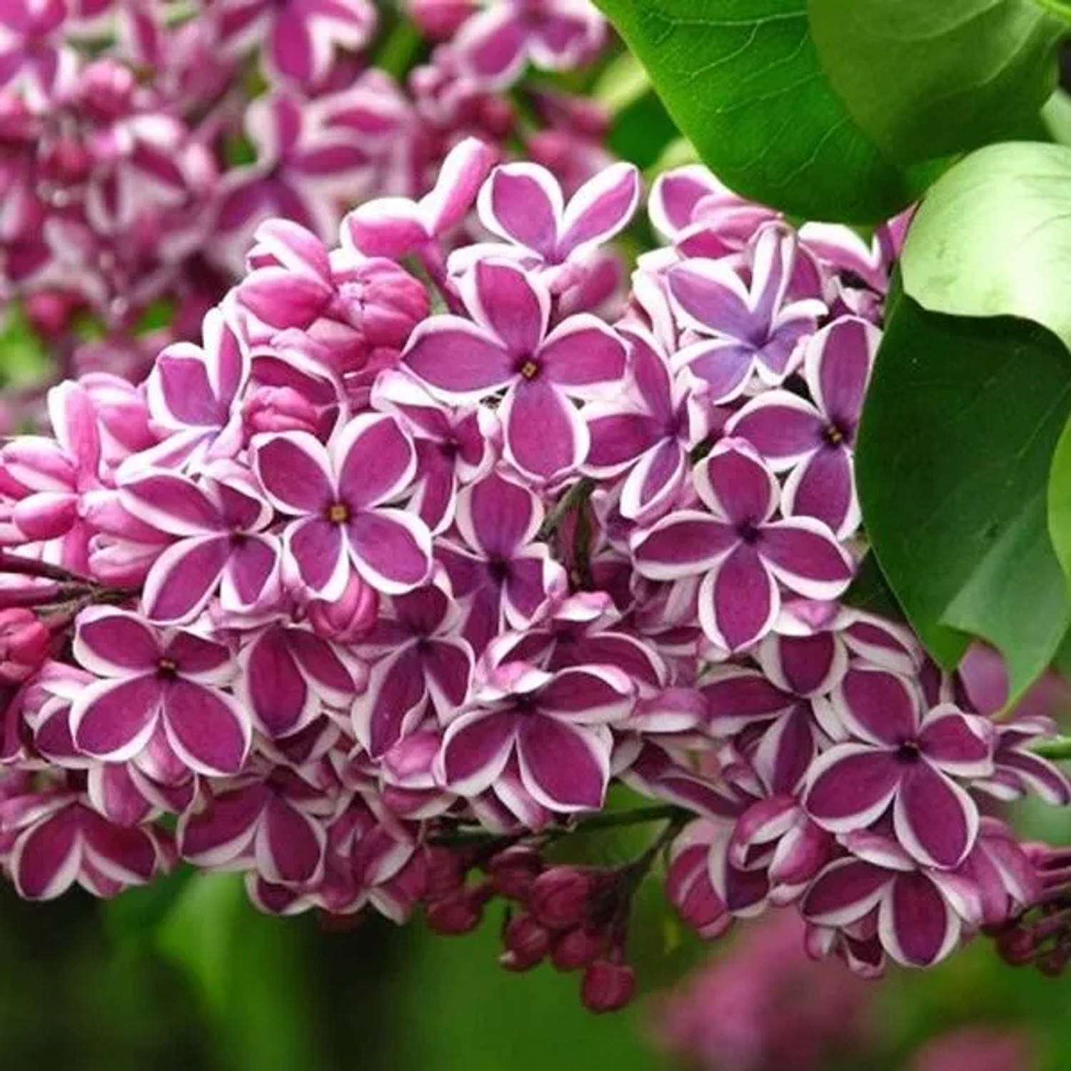 Edelflieder 'Sensation' Syringa vulgaris 40 bis 60 cm im Container Zweifarbige Blüten