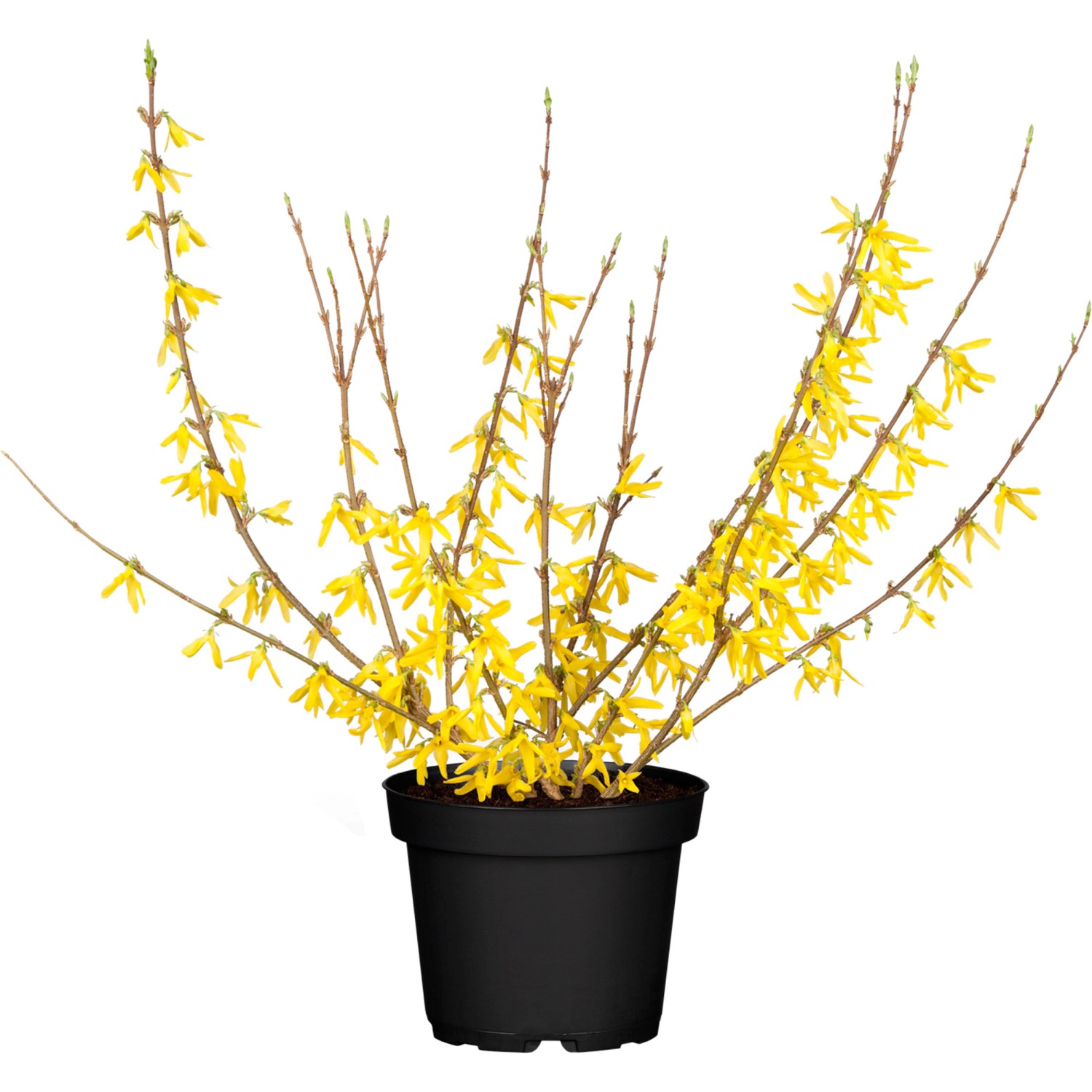 ForsythieForbeesia Höhe ca. 40 - 60 cm Topf ca. 4,6 l Forsythia intermedia günstig online kaufen