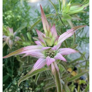 Nahaufnahme der punktierten Bergamotte (Monarda punctata), einer blühenden Staude.