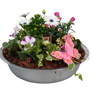 Blühpflanzen-Arrangement in Zinkschale (Ø 36 cm) mit Petunien, Kapkörbchen und Efeu, dekoriert mit Schmetterling.