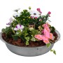Blühpflanzen-Arrangement in Zinkschale (Ø 36 cm) mit Petunien, Kapkörbchen und Efeu, dekoriert mit Schmetterling.