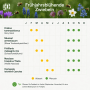Grafik: Blüh- und Pflanzzeiten für Krokus, Muscari, Narzisse, Fritillaria, Camassia. Frühjahrsblühende Blumenzwiebeln für Bienen.