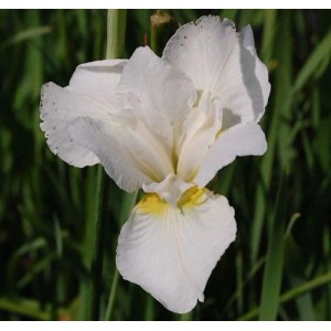 Nahaufnahme der weißen Blüte der Sibirischen Schwertlilie White Swirl (Iris sibirica).