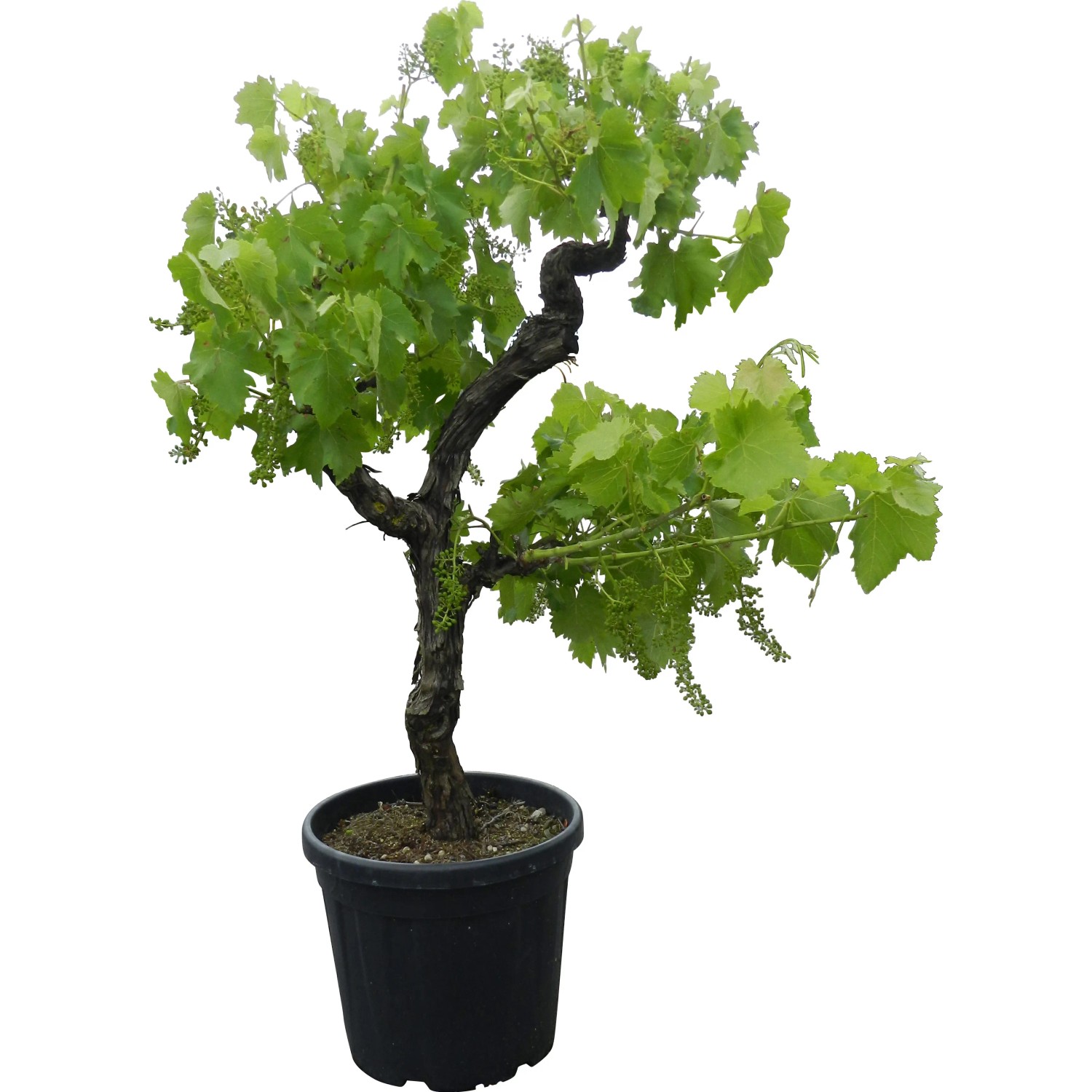 GROW by OBI Vitis vinifera Weinrebe 80-100 cm 25 l kaufen bei OBI