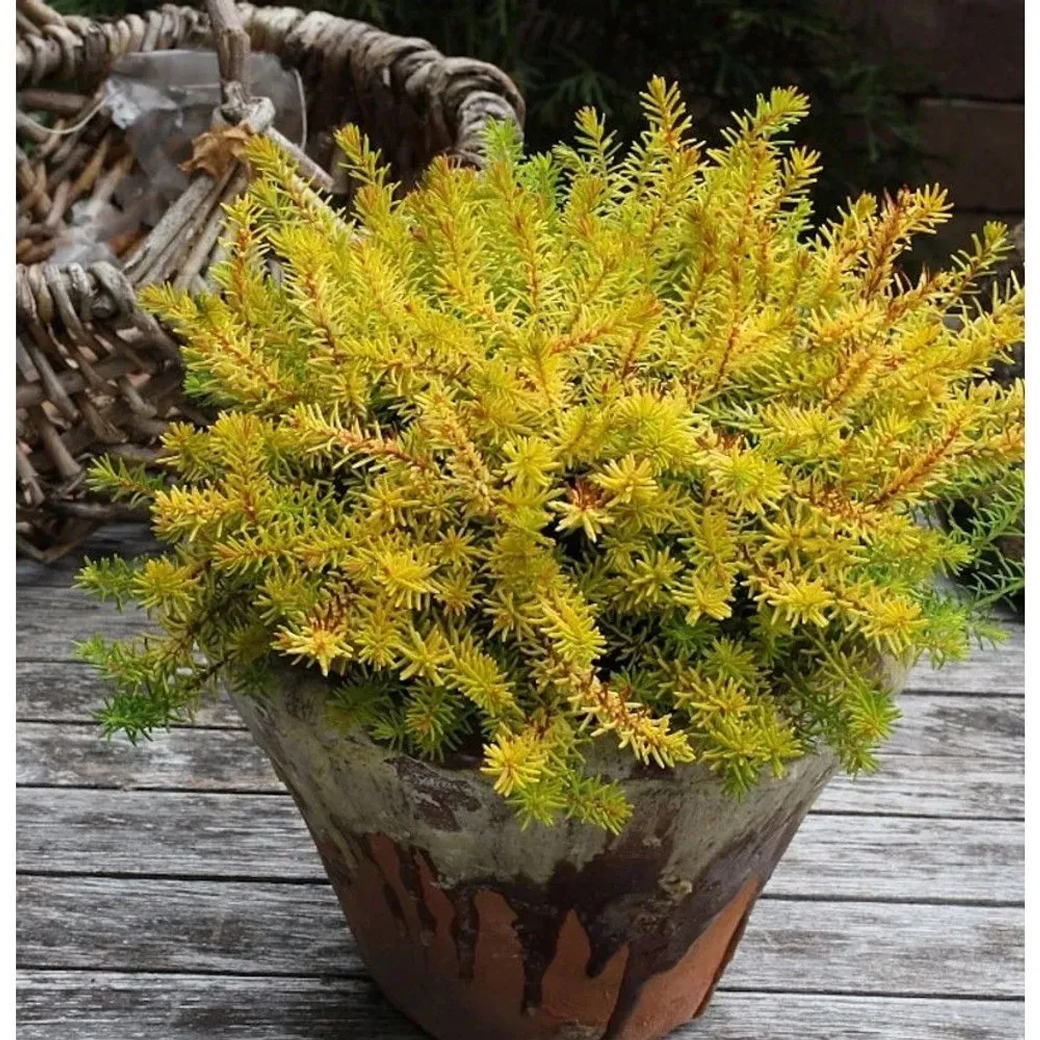 10x Winterheide Antje - Erica carnea