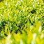 Detailaufnahme: Dichte, grüne Heckenpflanze Prunus laurocerasus 'Novita' (100-120 cm).