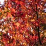 Herbstlicher Amberbaum Worplesdon mit leuchtend roten Blättern. Hausbaum für den Garten.