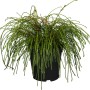 GROW by OBI Lebensbaum Thuja plicata 'Whipcord' im Topf, mit dünkelgrünen Nadeln.